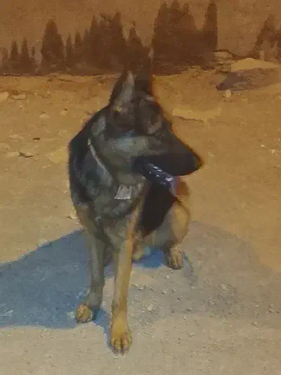 سگ ژرمن گم شده|سگ|اهواز, چنیبه علیا|دیوار