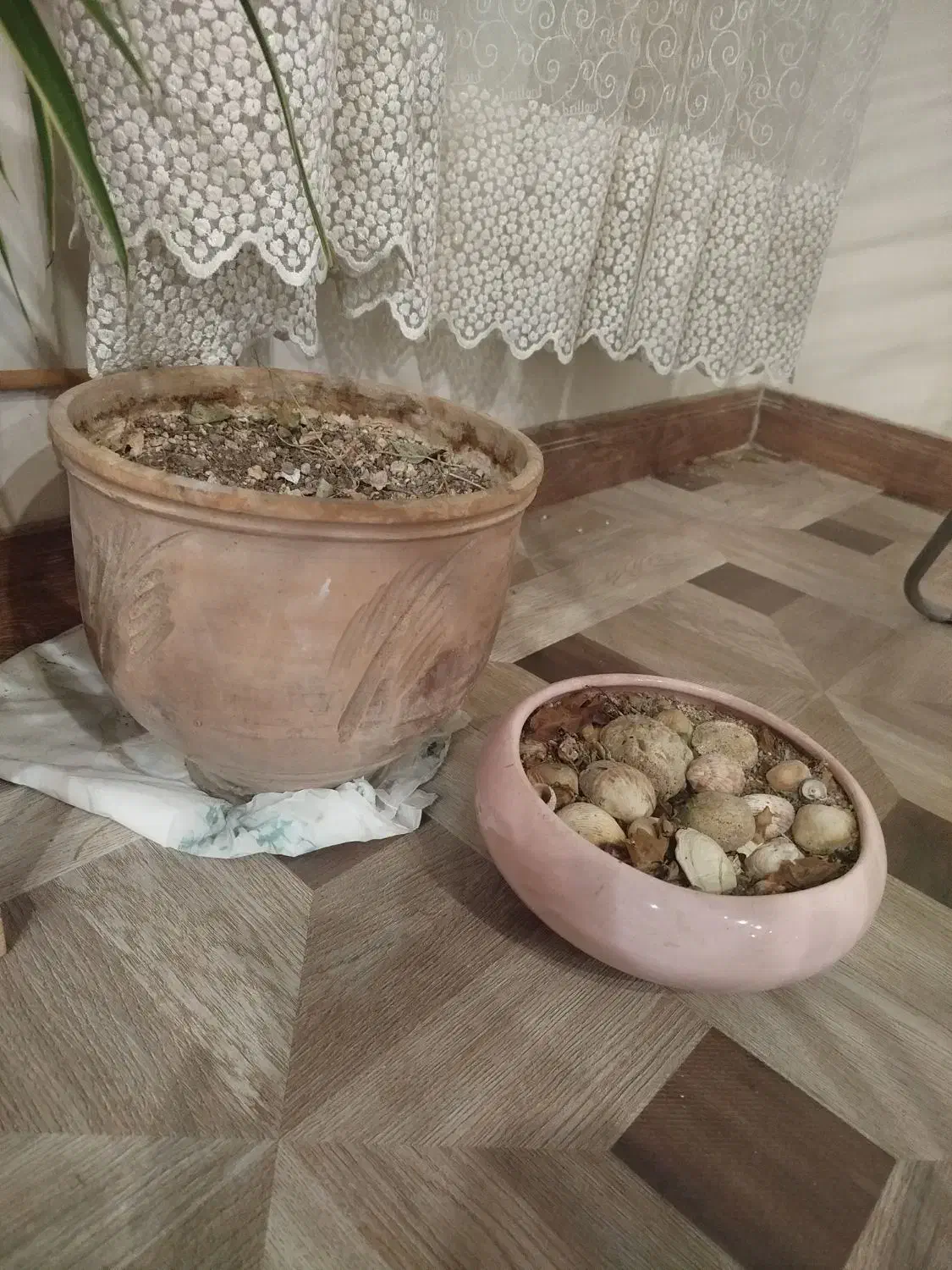 گلدان|گل و گیاه طبیعی|کرج, گلشهر|دیوار