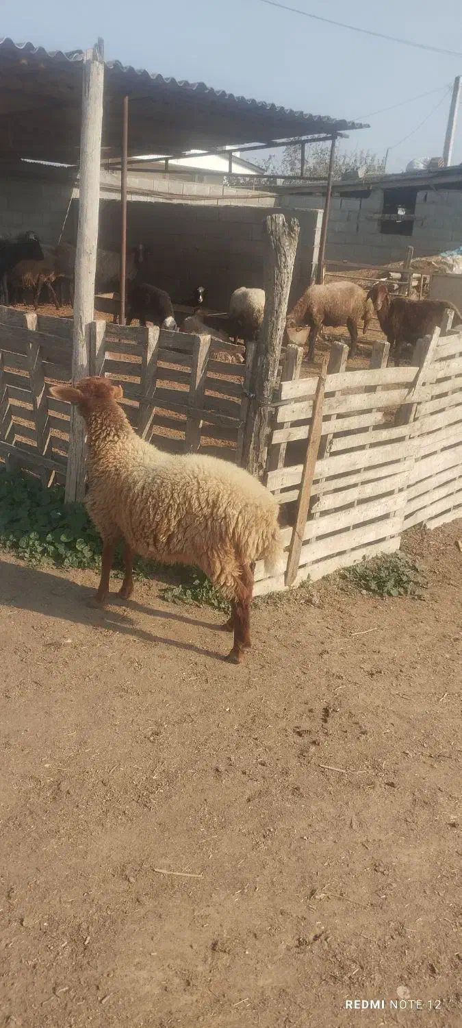 بره|حیوانات مزرعه|سیمین شهر, |دیوار