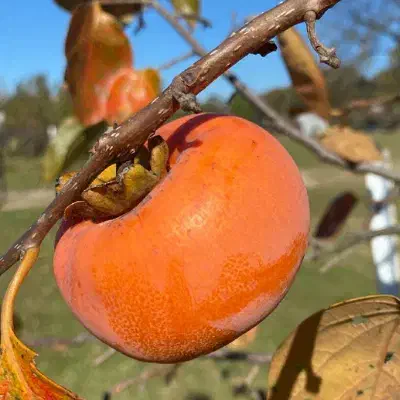 فروش ارقام اقتصادی و پرسود|خدمات باغبانی و درختکاری|اشنویه, |دیوار