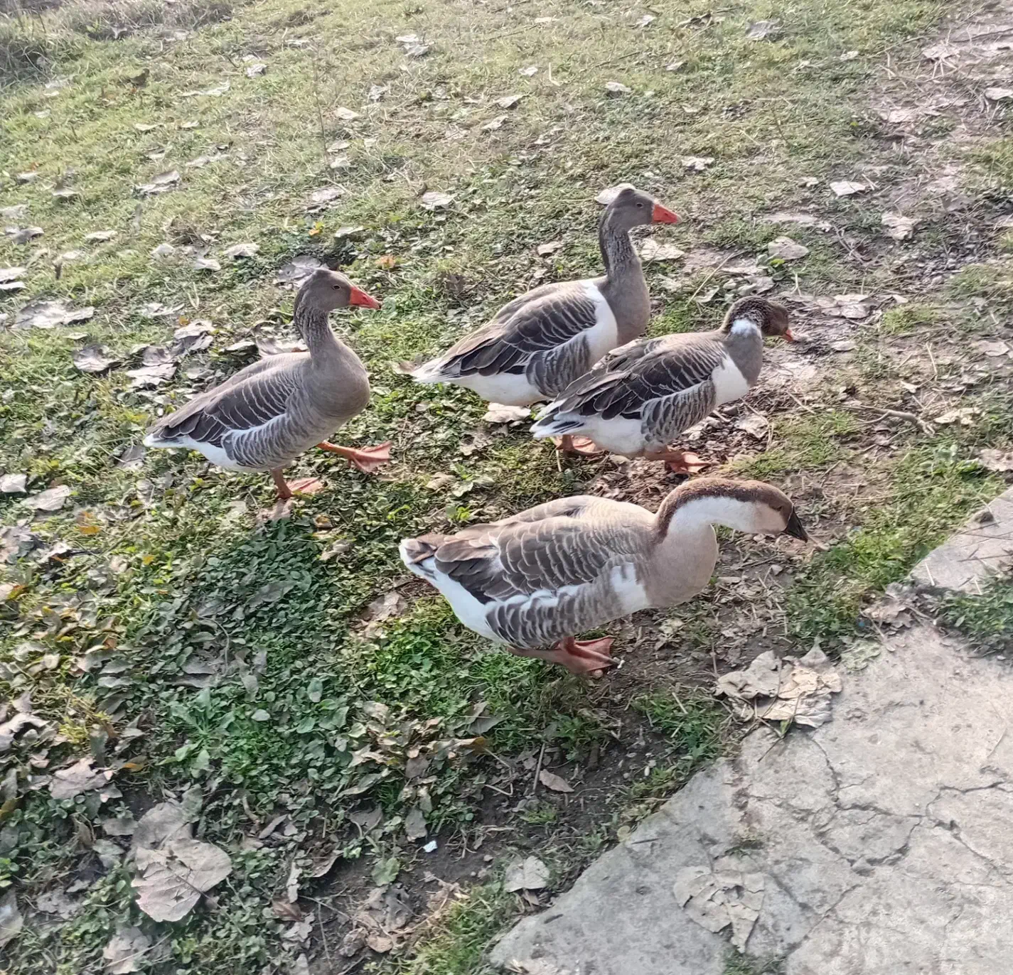 حیوانات مزرعه|حیوانات مزرعه|سیاهکل, |دیوار