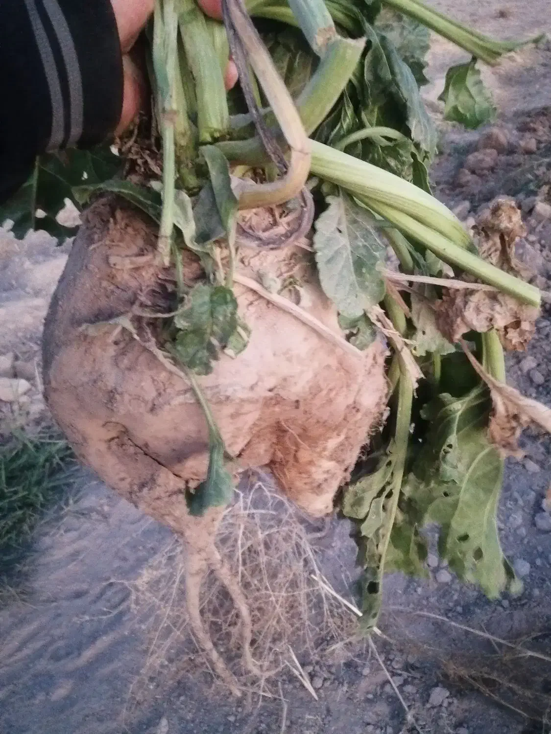 چغندر دامی|حراج|چناران, |دیوار