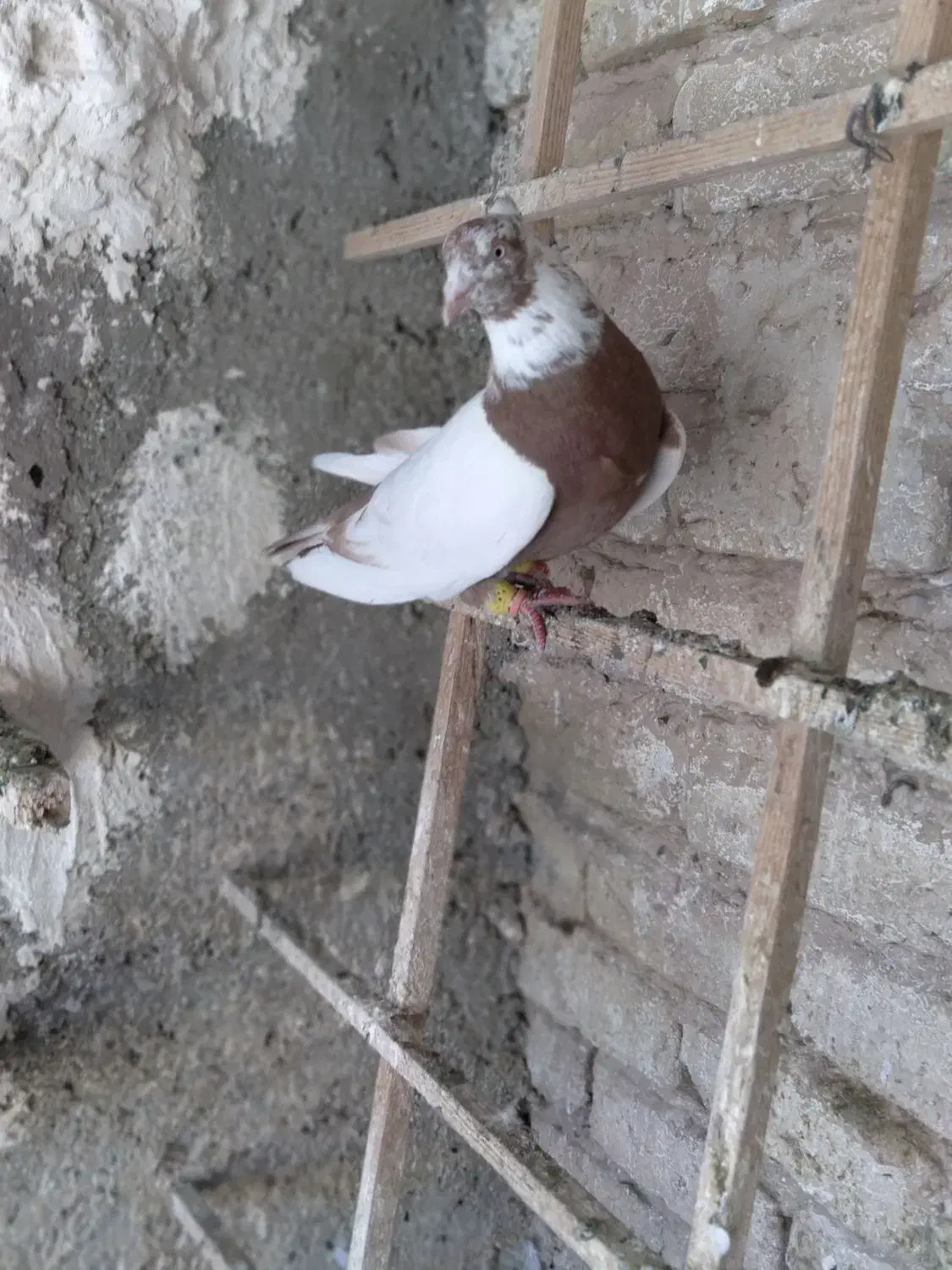 طوقه دار سرخ|پرنده|تاکستان, |دیوار