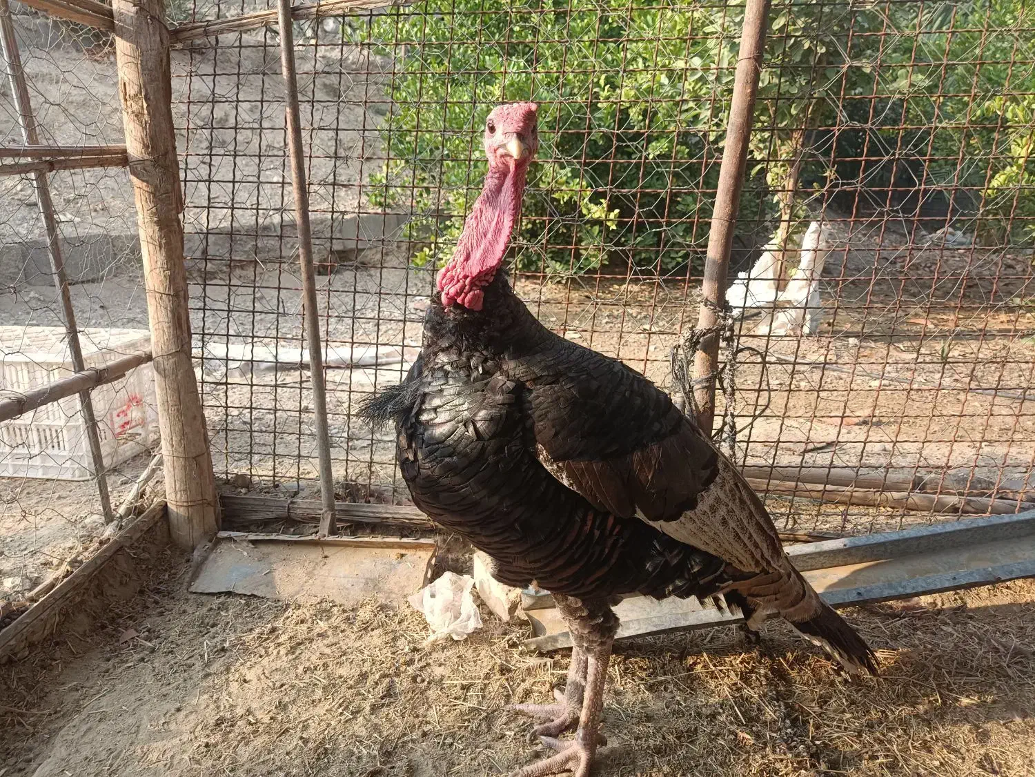 پرندگان|پرنده|رودخانه, |دیوار