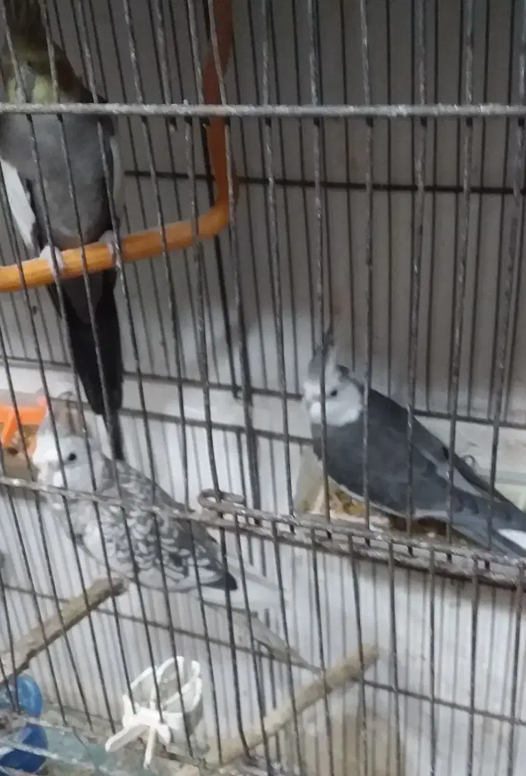 قناری.طوطی عروس.وبریزیلی.|پرنده|آستانه اشرفیه, |دیوار