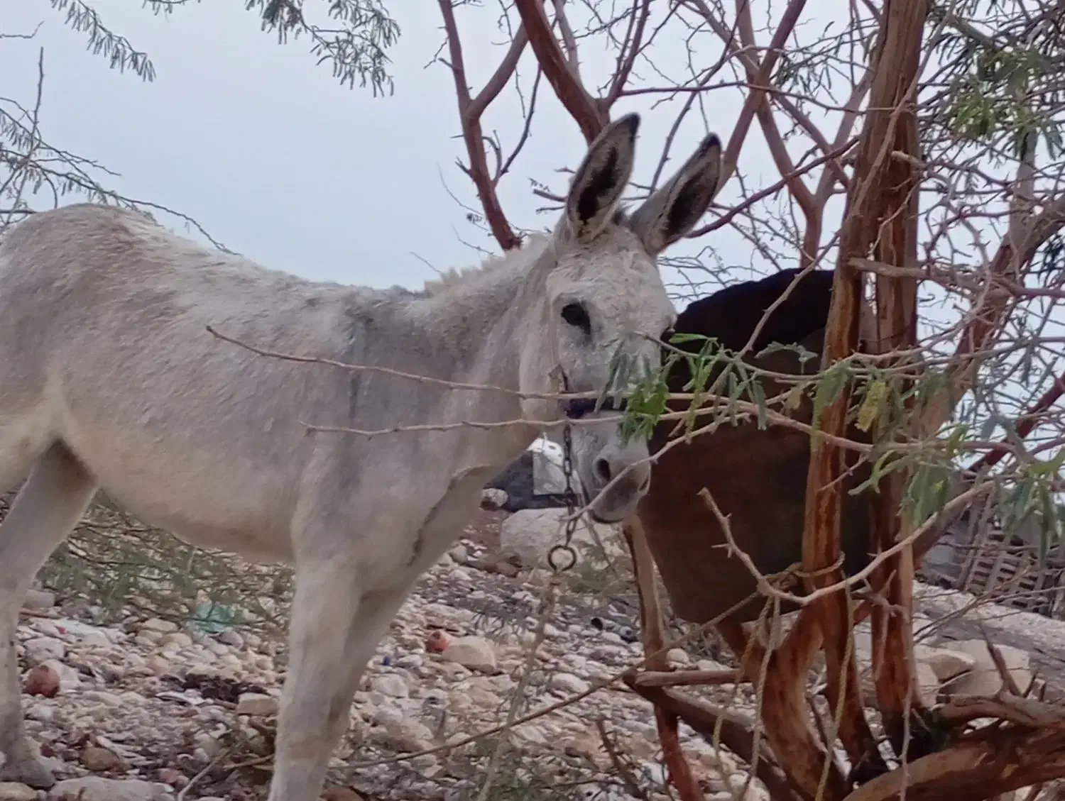 کنگان|حیوانات مزرعه|بوشهر, |دیوار