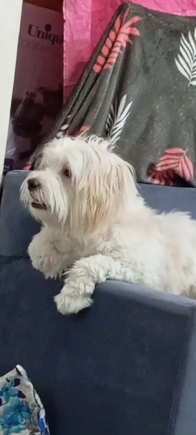 سگ خونگی دستی|سگ|گلستان (تهران), |دیوار