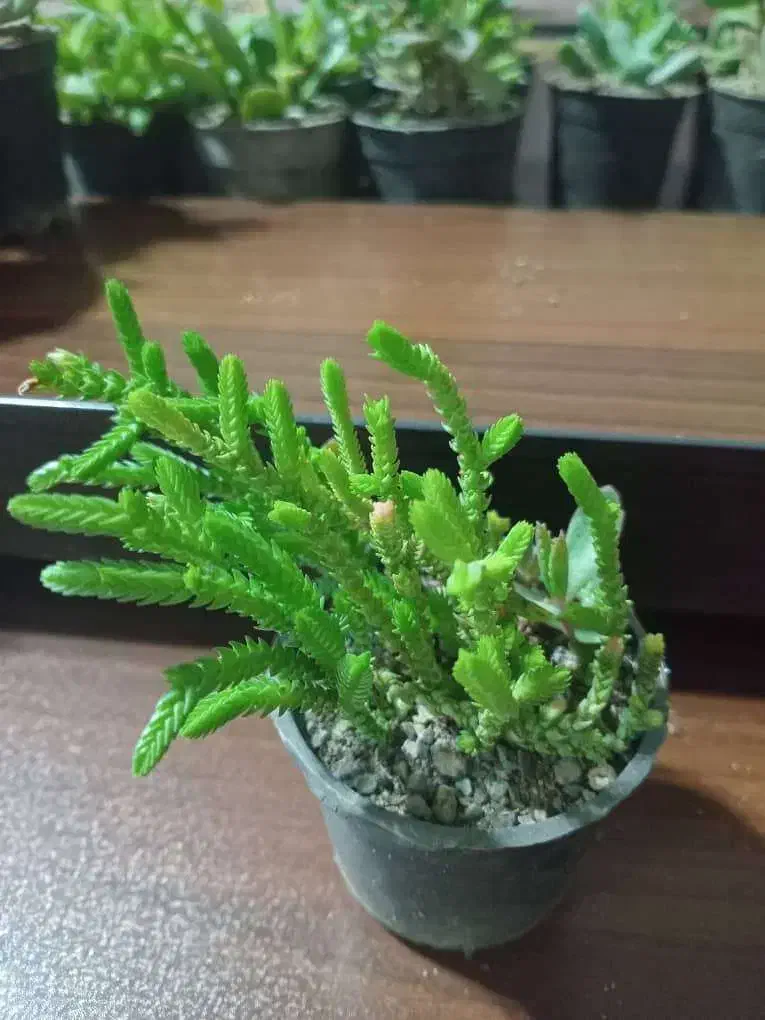 سرای کاکتوس وساکونت|گل و گیاه طبیعی|رباط‌کریم, مسکن مهر آبشناسان|دیوار