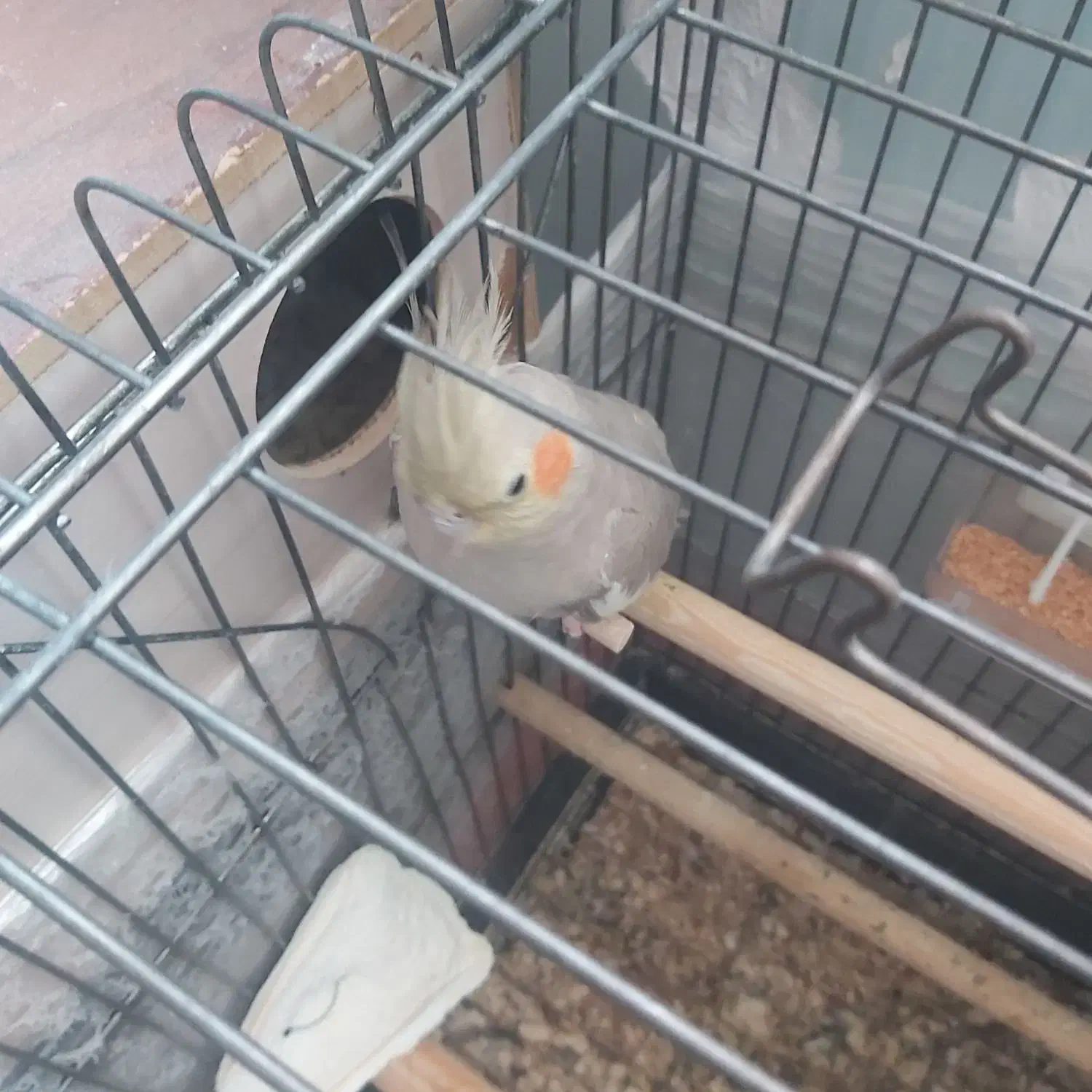 عروس هلندی مولد|پرنده|تهران, هفده شهریور|دیوار