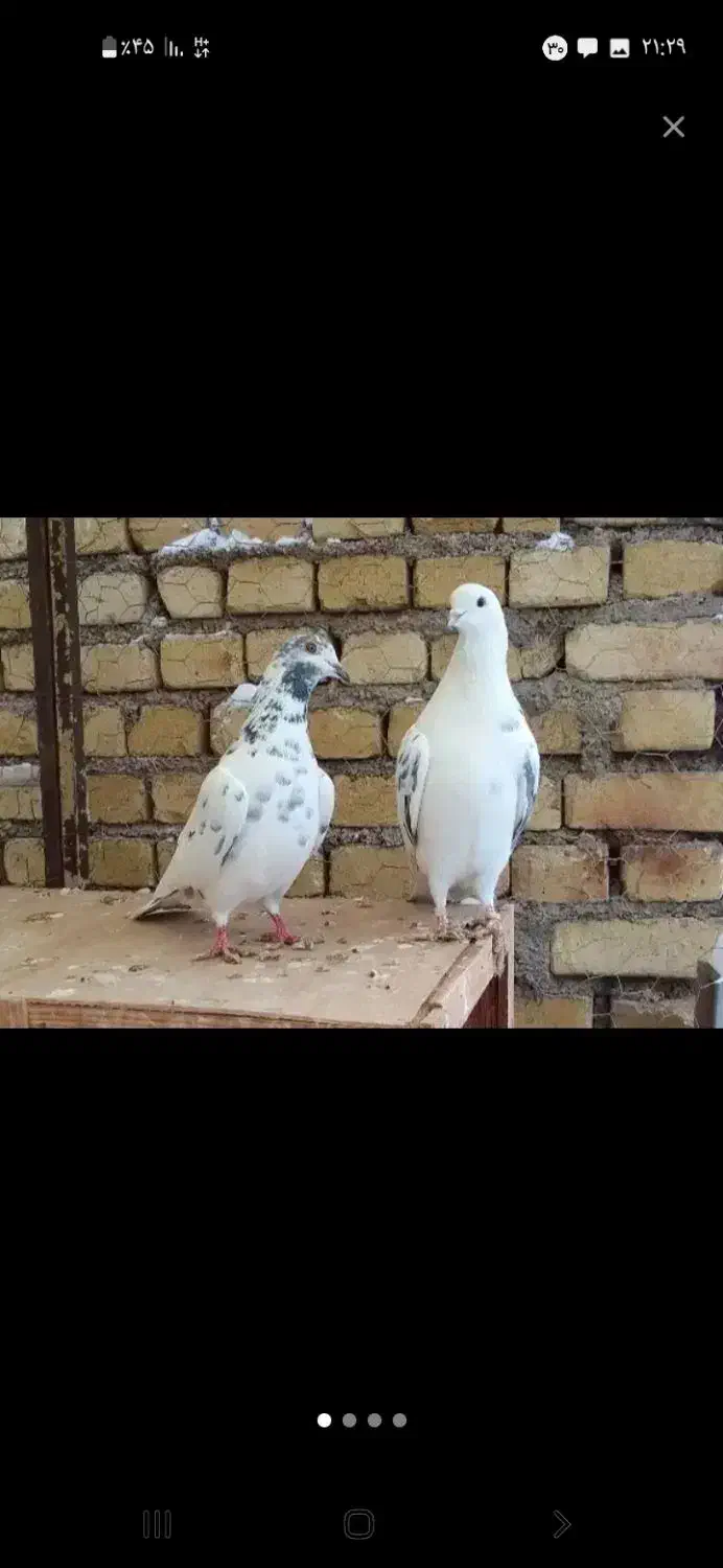 کفتر|پرنده|سردرود, |دیوار