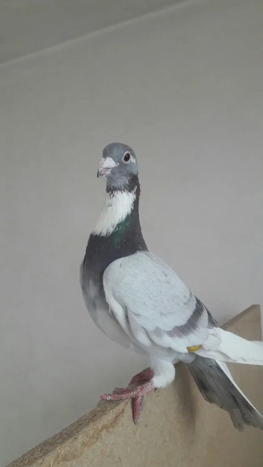 کفترگرفتنی|حیوانات|نیشابور, پاستور|دیوار