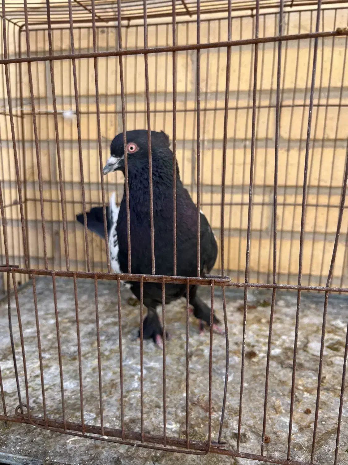 نر سینه ای،ماده دم سفید|پرنده|رفسنجان, |دیوار