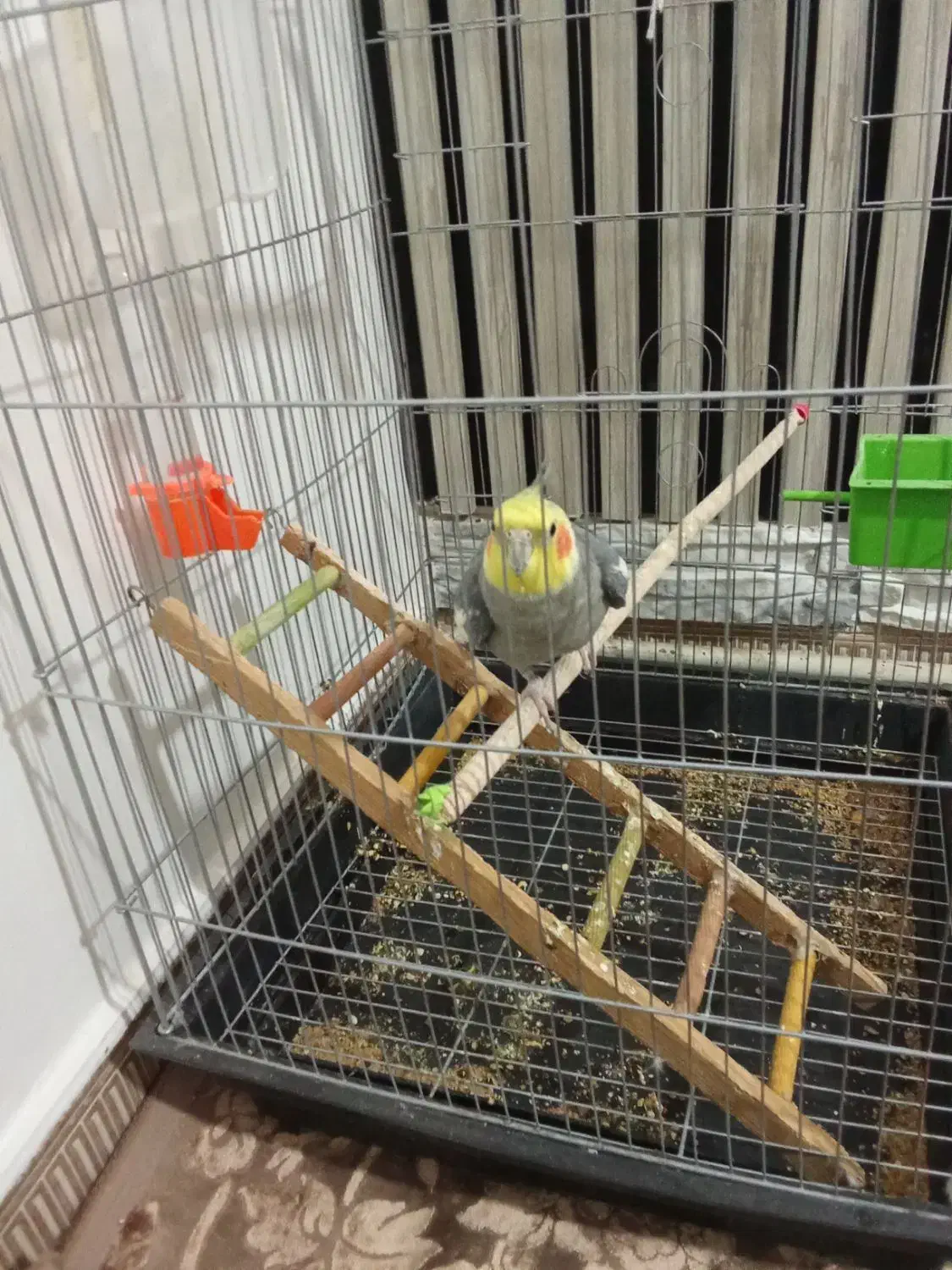 پرنده|پرنده|اقبالیه, |دیوار