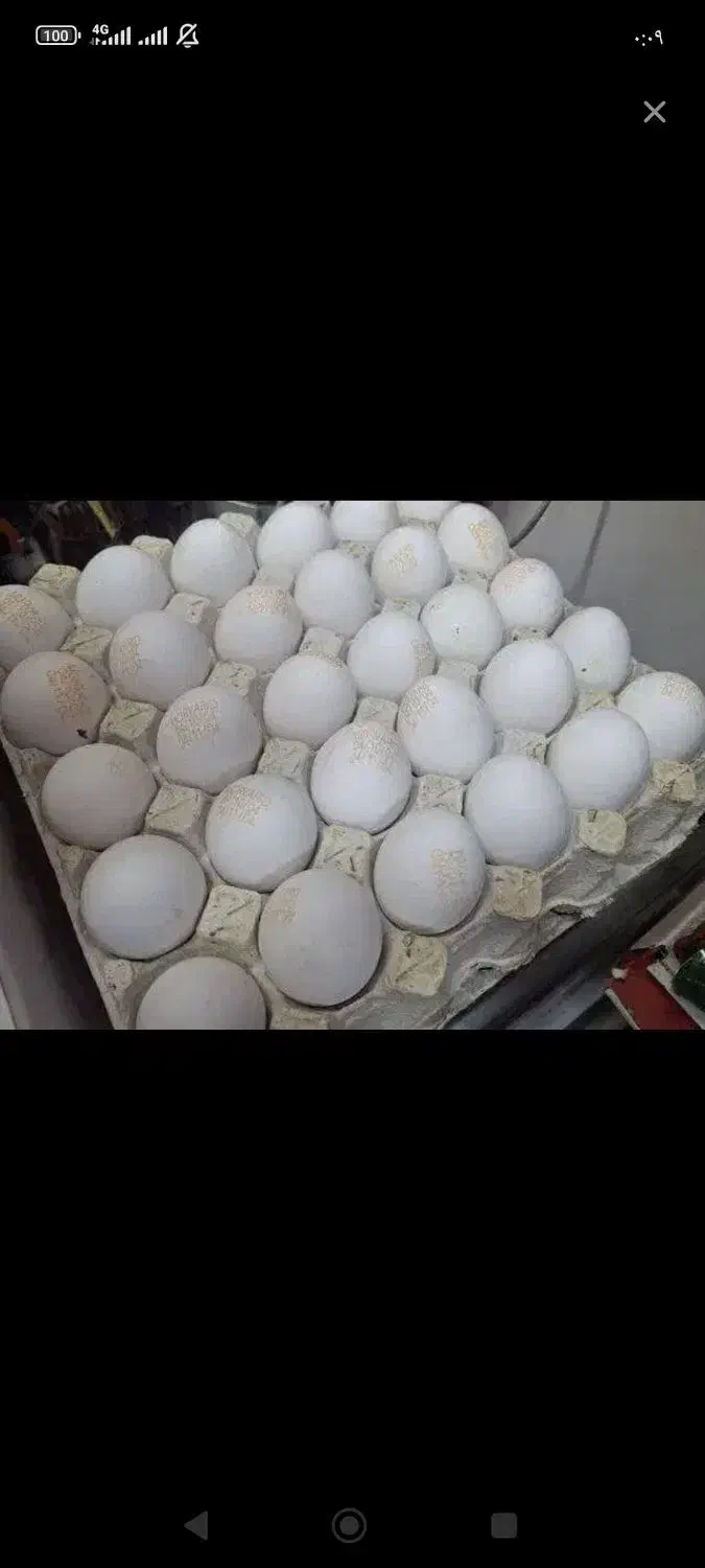 پخش تخم‌مرغ|عمده‌فروشی|مشهد, سید رضی|دیوار