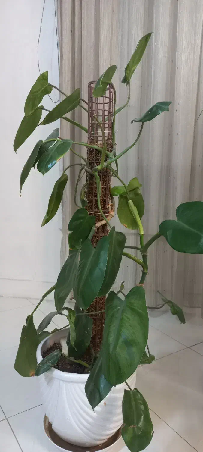 گل طبیعی|گل و گیاه طبیعی|مشهد, کارگران|دیوار