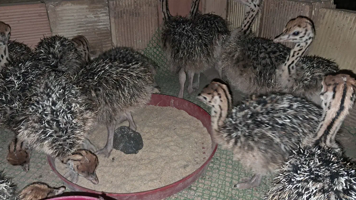 فروش جوجه شترمرغ ۴۰ روزه|حیوانات مزرعه|زرندیه, |دیوار