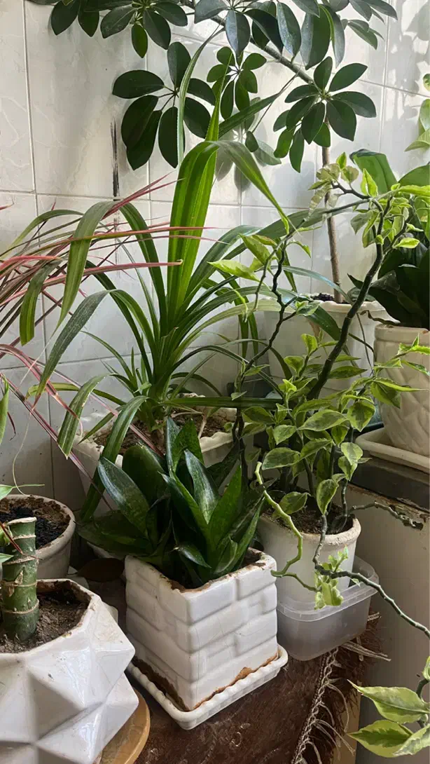 گلهای سالم و سرحال|گل و گیاه طبیعی|اراک, |دیوار