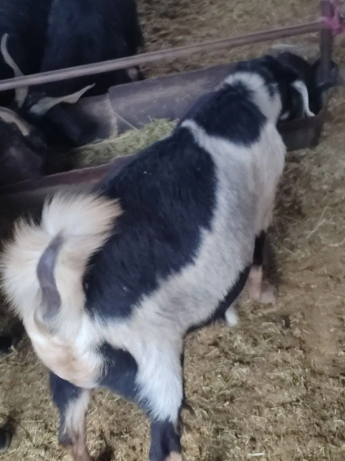 بز چاق آبستن|حیوانات مزرعه|فیروزآباد (فارس), |دیوار