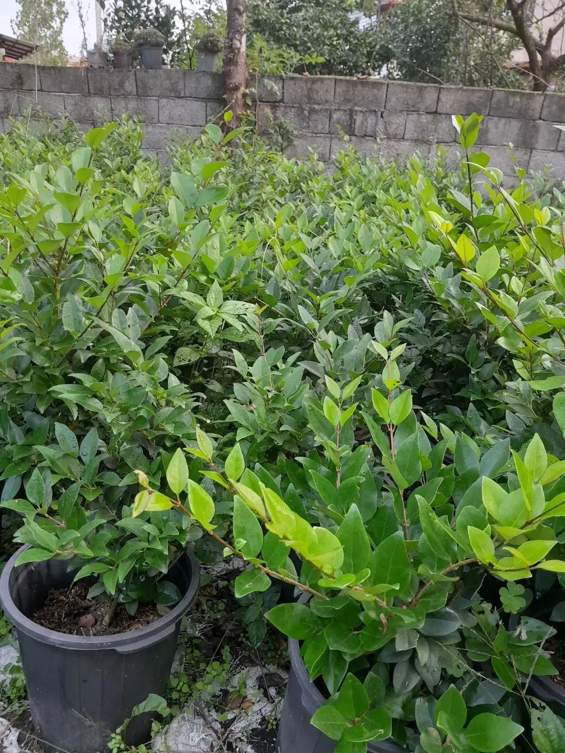 فروش یاس هلندی گلدان 10|گل و گیاه طبیعی|رحیم‌آباد, |دیوار