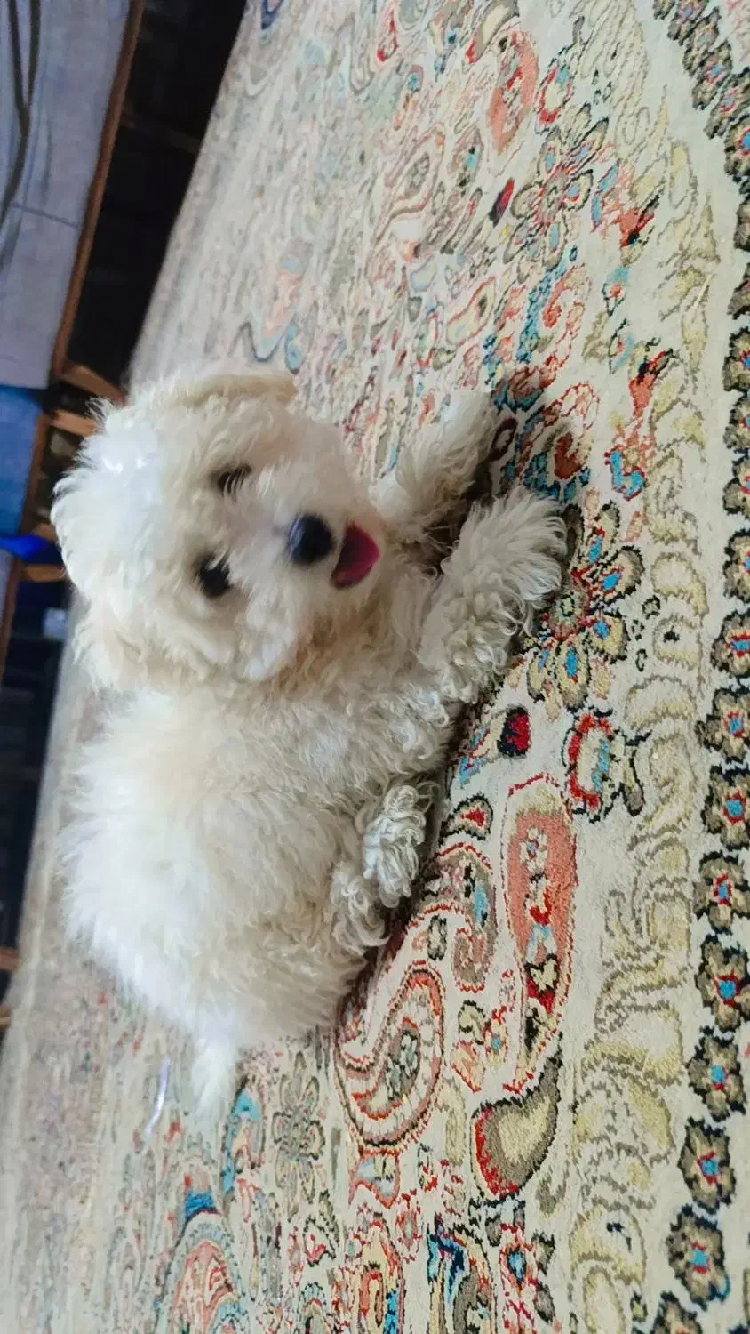 واگذاری توله ۴ ماهه شیتزو .آروم و بی دردسر|سگ|شیراز, ماه فیروزان|دیوار