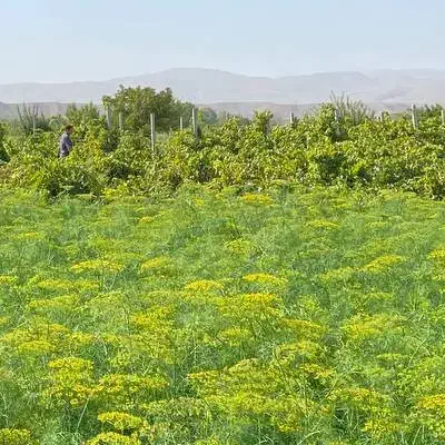 شخم زمین با تیلر|خدمات باغبانی و درختکاری|شیروان (خراسان), |دیوار