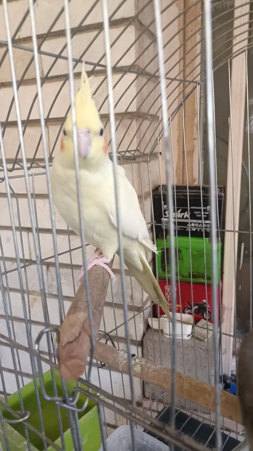 یک جفت عروس هلندی لوتینو چشم شرابی هیکل درشت|پرنده|اهواز, فاز ۲ پادادشهر|دیوار