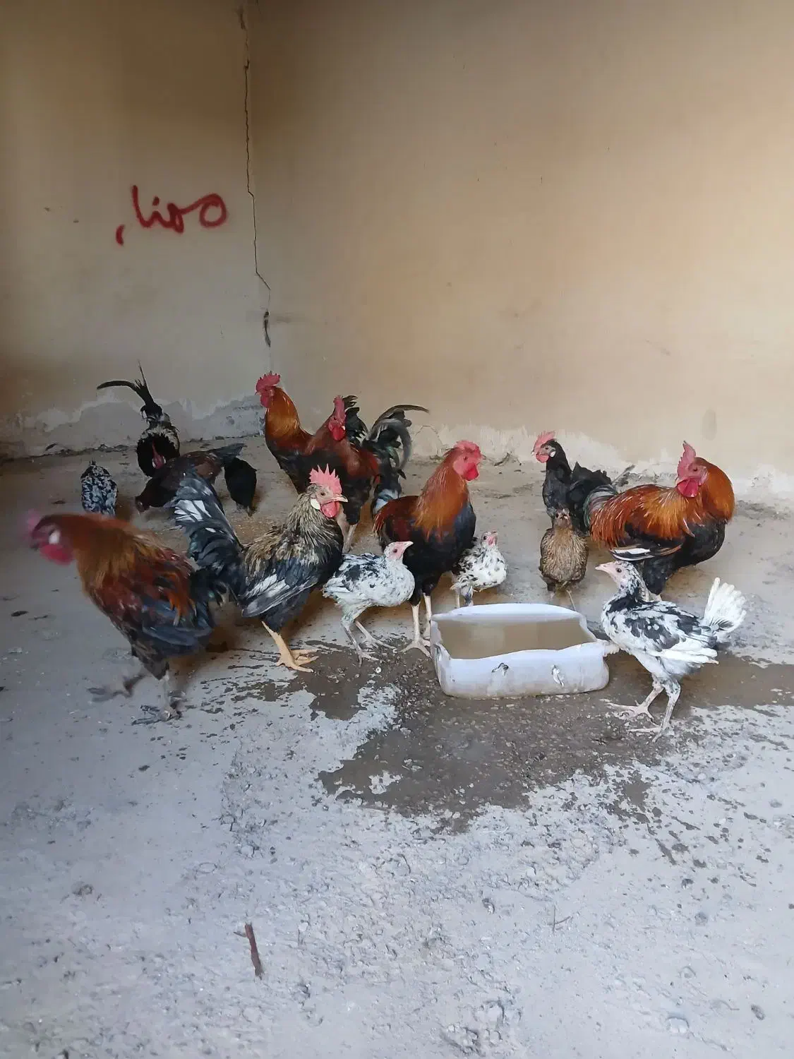 خروس عربی|حیوانات مزرعه|باوی, |دیوار