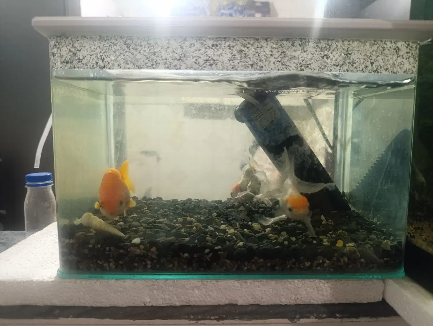 ماهی گلد فیش به همراه آکواریوم|ماهی|قم, نیروگاه|دیوار