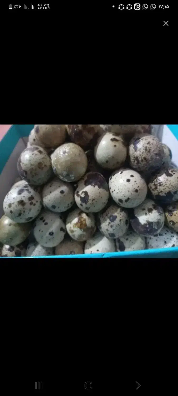 تخم مرغ بلدرچین موجود میباشد|خوردنی و آشامیدنی|دزفول, |دیوار