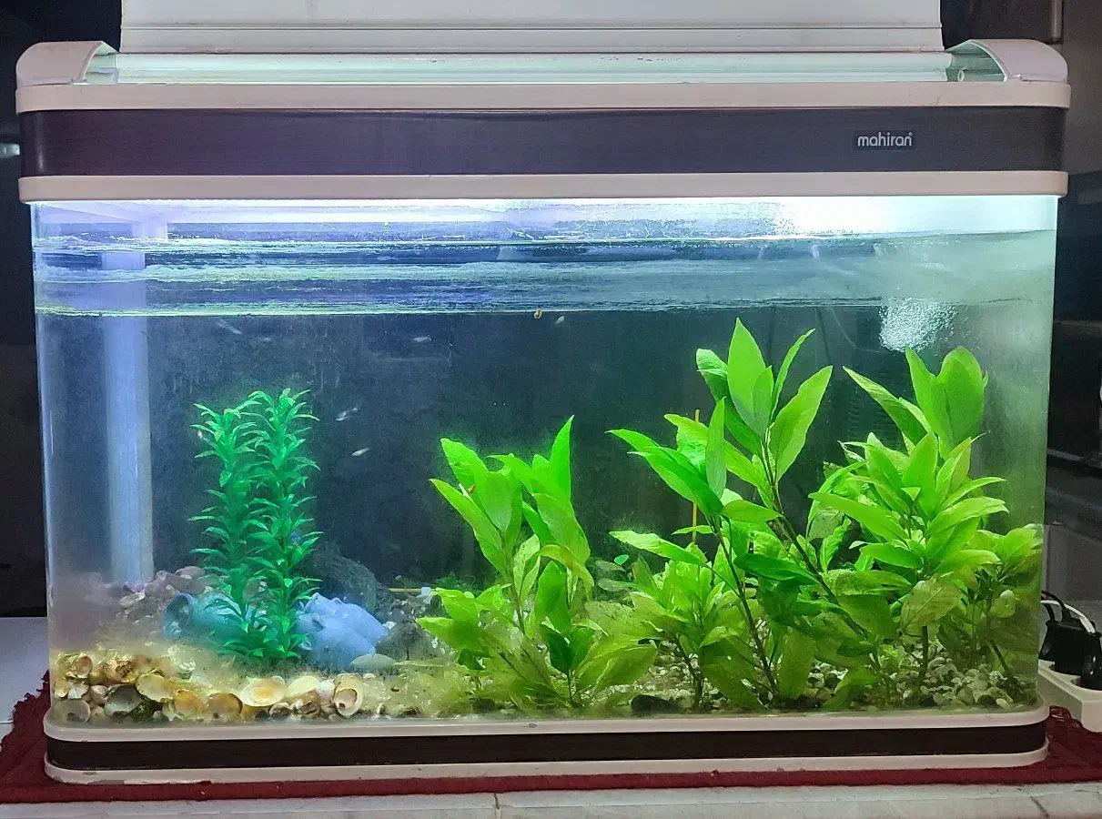 آکواریوم شرکتی شیشه خم، درب دار، سالم و بدون مشکل|ماهی|سنندج, |دیوار