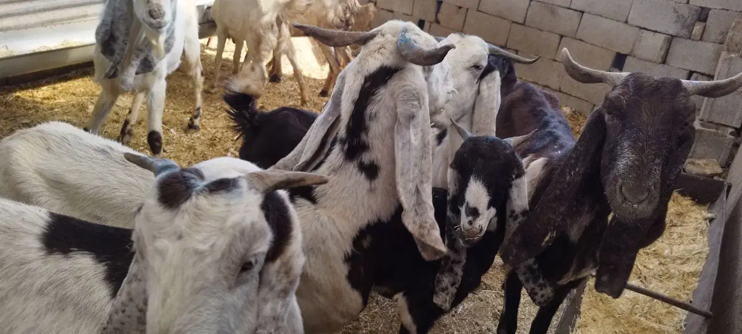 گوسفندها دورگه نژدی|حیوانات مزرعه|دزفول, |دیوار