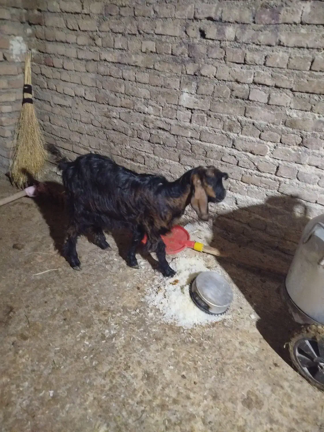 4تا هستند همشون نر هستند|حیوانات مزرعه|مهاباد (آذربایجان غربی), |دیوار