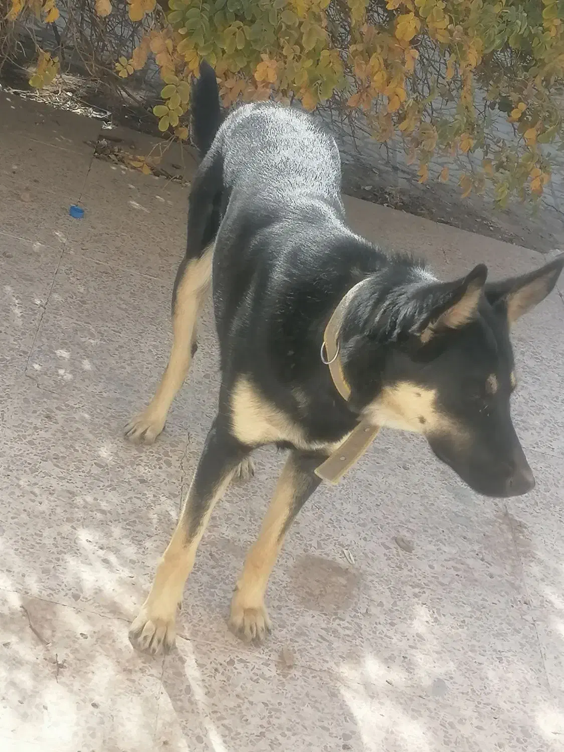 سگ ژرمن|سگ|بافت, |دیوار