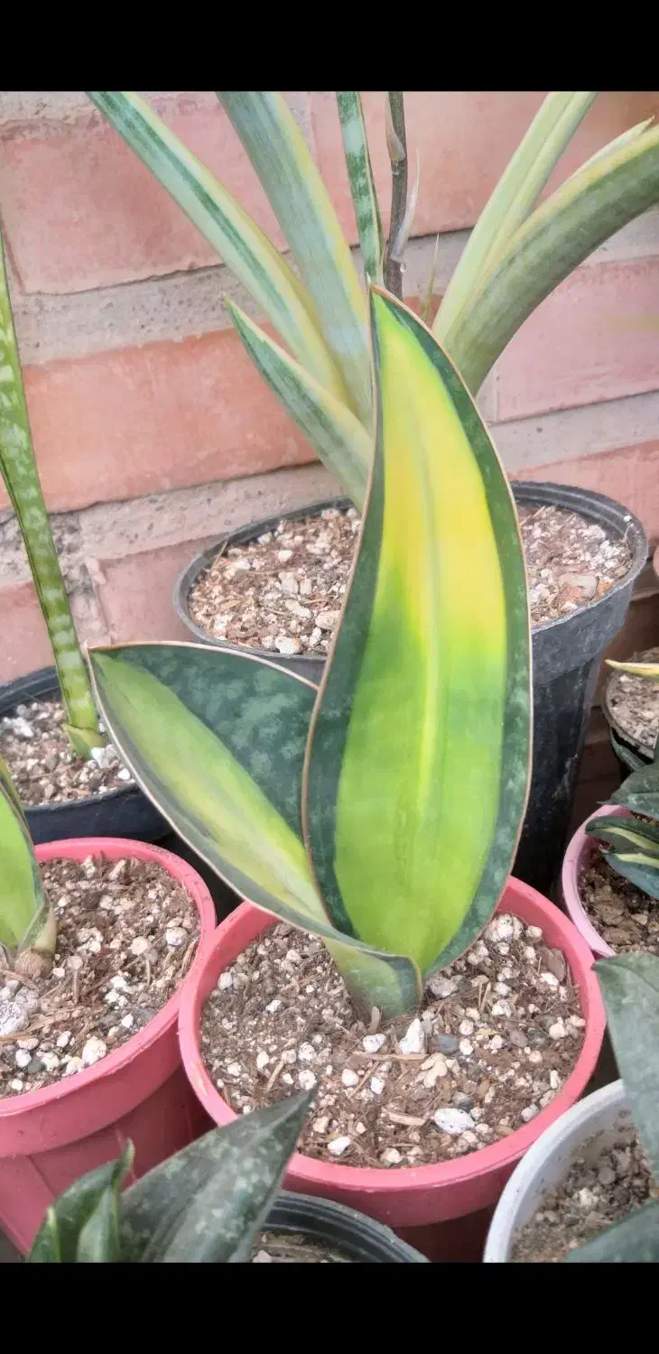 سانسوریا و کاکتوس خاص و کلکسیونی|گل و گیاه طبیعی|تبریز, |دیوار