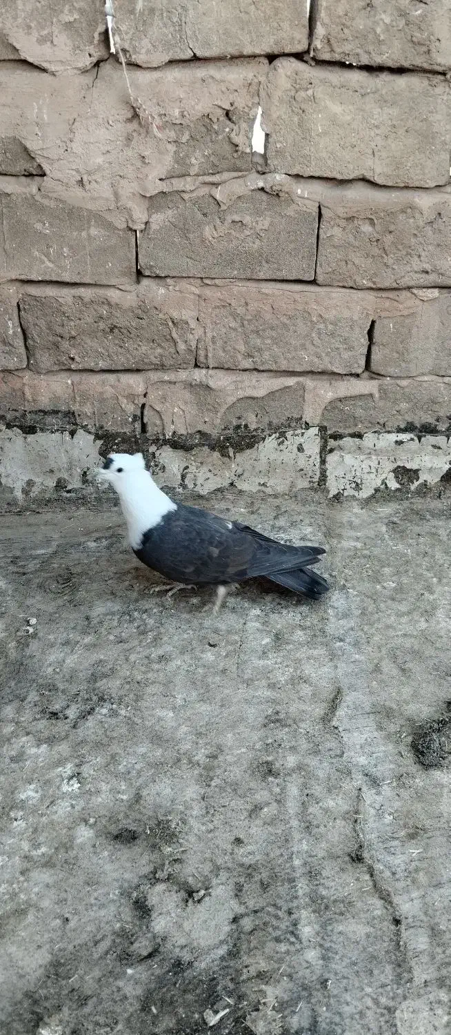 کله سفید|پرنده|سبزوار, شرق کال جنوبی (شمس آبادی)|دیوار