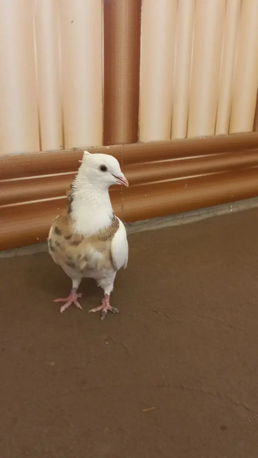 فروشی طوقی|پرنده|فیروزآباد (فارس), |دیوار