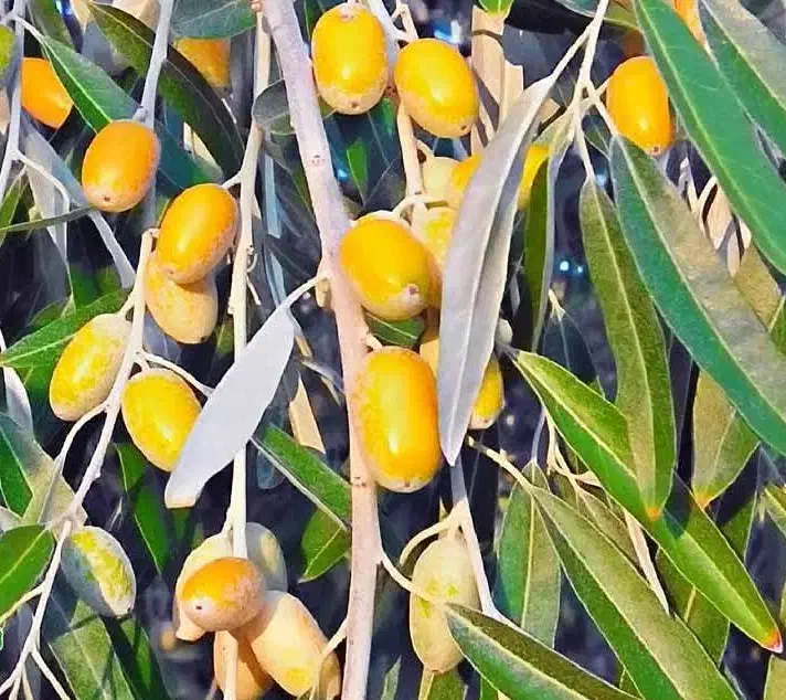 تولید نهال سنجد قزل|خدمات باغبانی و درختکاری|خوسف, |دیوار