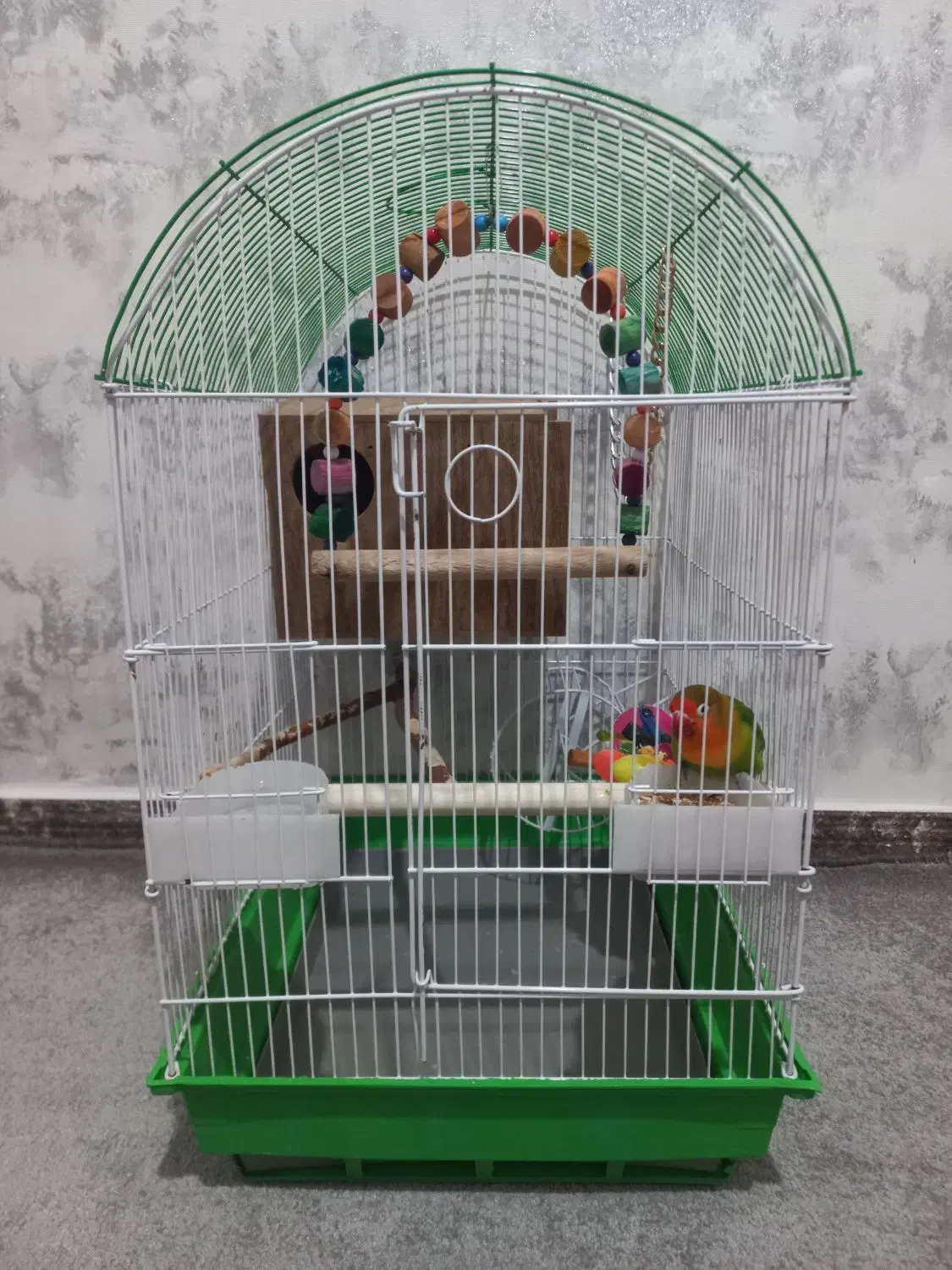 طوطی برزیلی نژاد فیشر به همراه وسایل|پرنده|پاکدشت, پاکدشت (مامازند)|دیوار