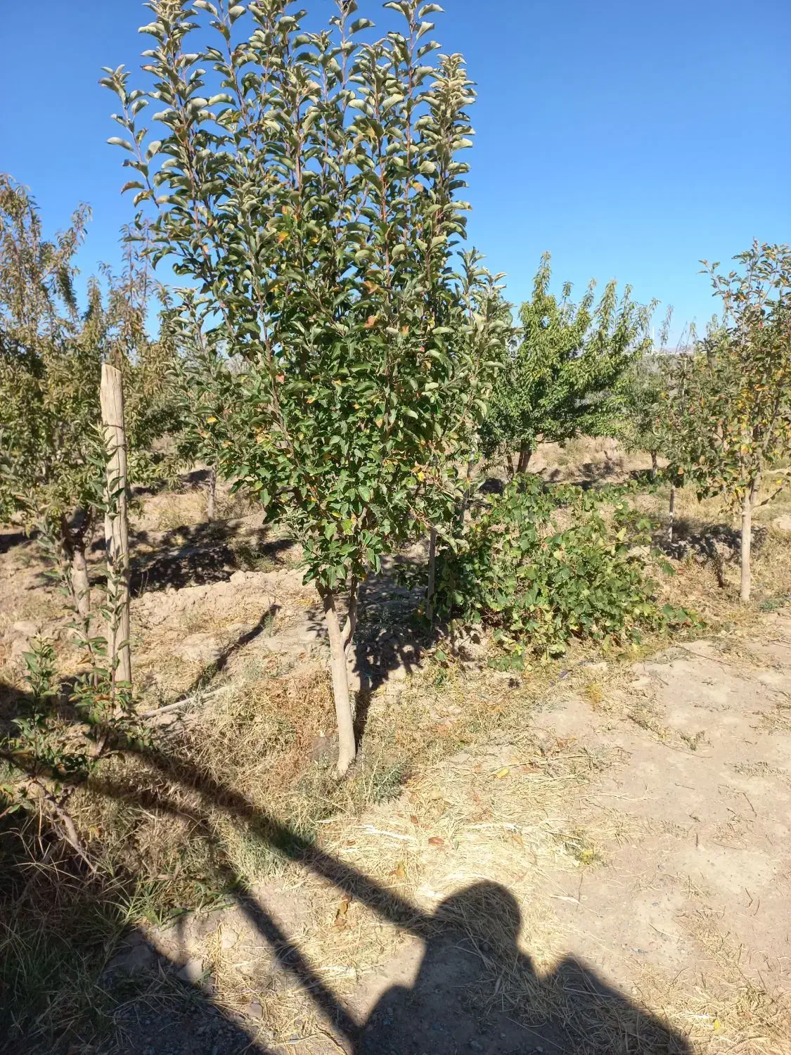 باغ نعمت الله|فروش خانه و ویلا|صوفیان, |دیوار