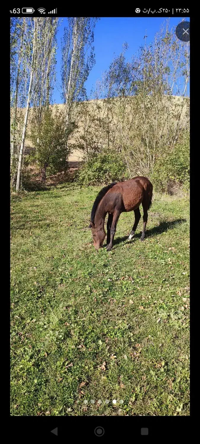 مادیا و کره مادیان فروشی|اسب و تجهیزات اسب‌سواری|مریوان, |دیوار