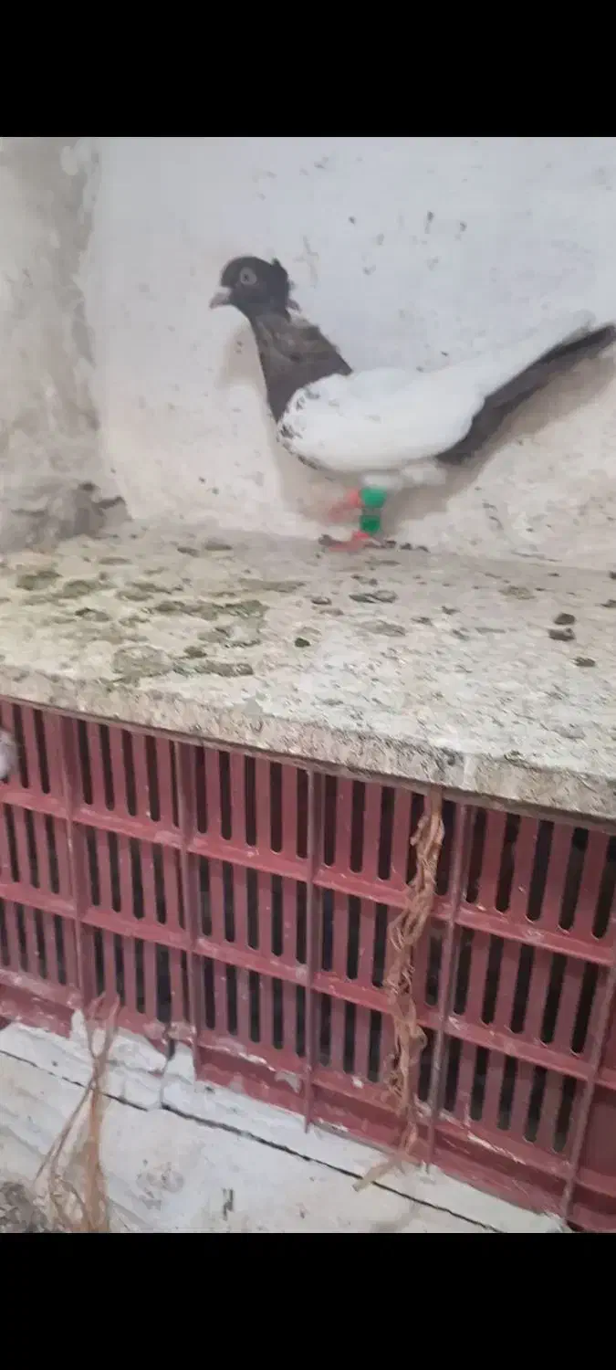 کبوتر|پرنده|تاکستان, |دیوار