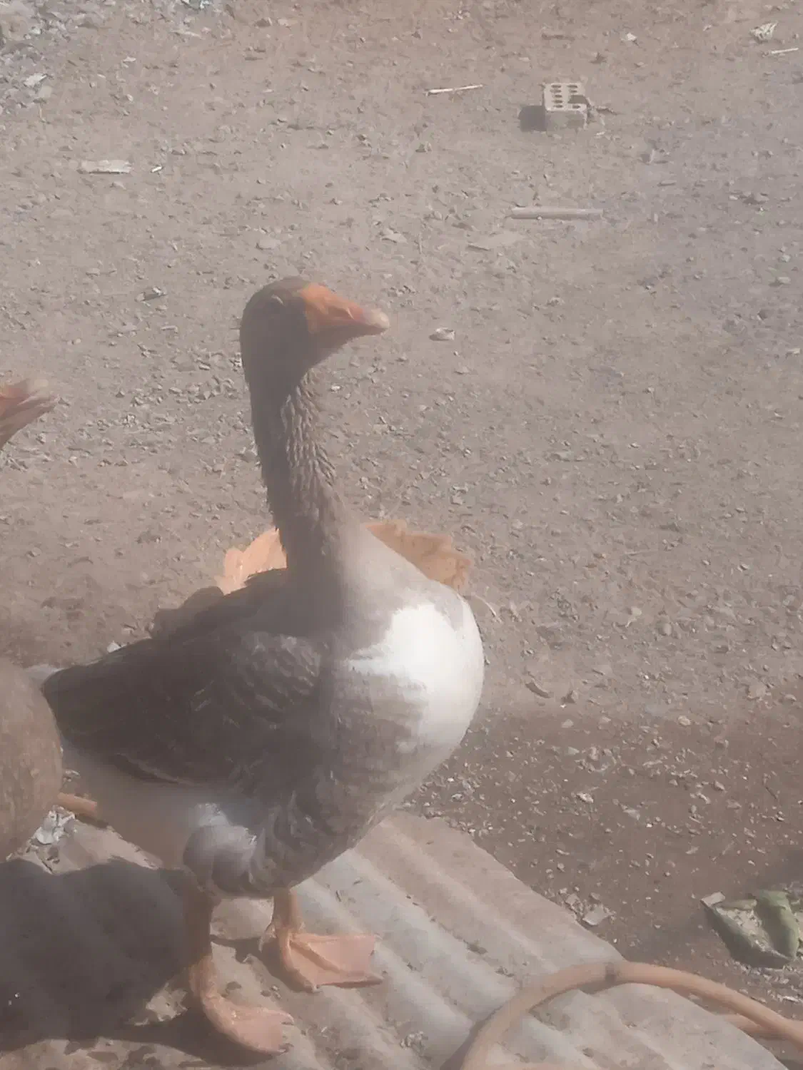 یک جفت غاز نر و ماده به فروش میرسد|حیوانات مزرعه|آبادان, |دیوار