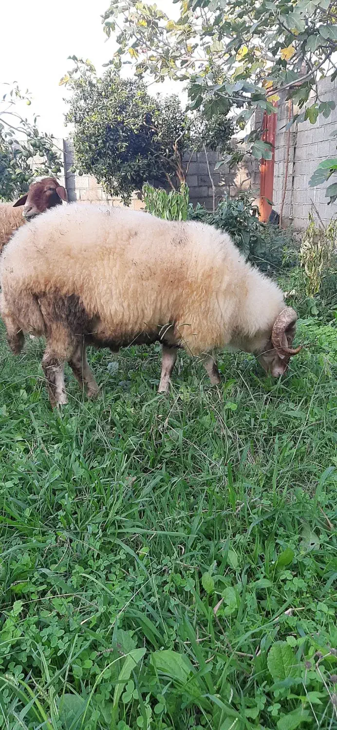 بره نر گوشتی|حیوانات مزرعه|نوشهر, |دیوار