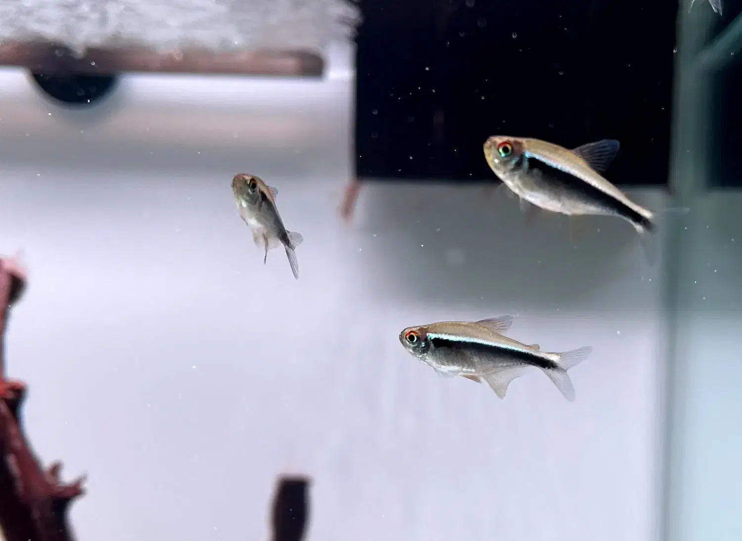 ماهی تترا بلک نئون|ماهی|همدان, |دیوار