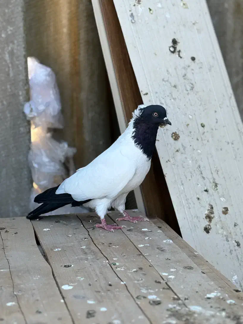 کبوتر راهب المانی|پرنده|گلوگاه, |دیوار