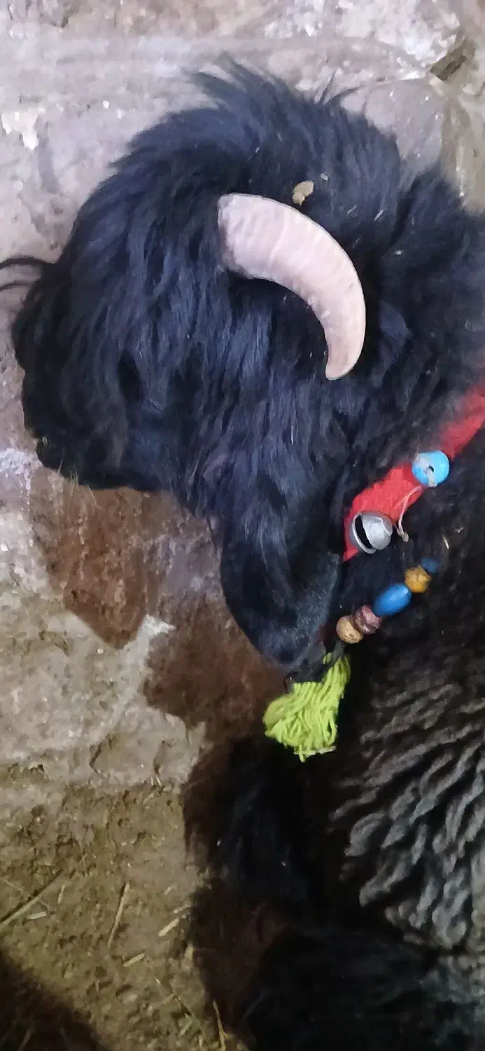 فروشی نقدی|حیوانات مزرعه|میانکوه, |دیوار