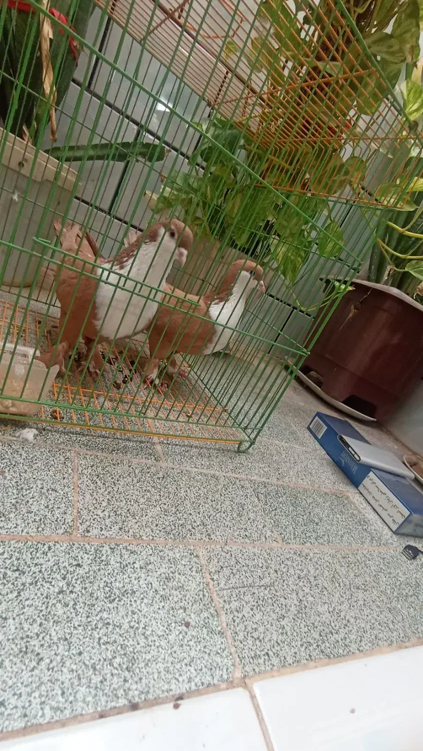 کبوتر کرواتی زرد زاددار|پرنده|مه ولات, |دیوار