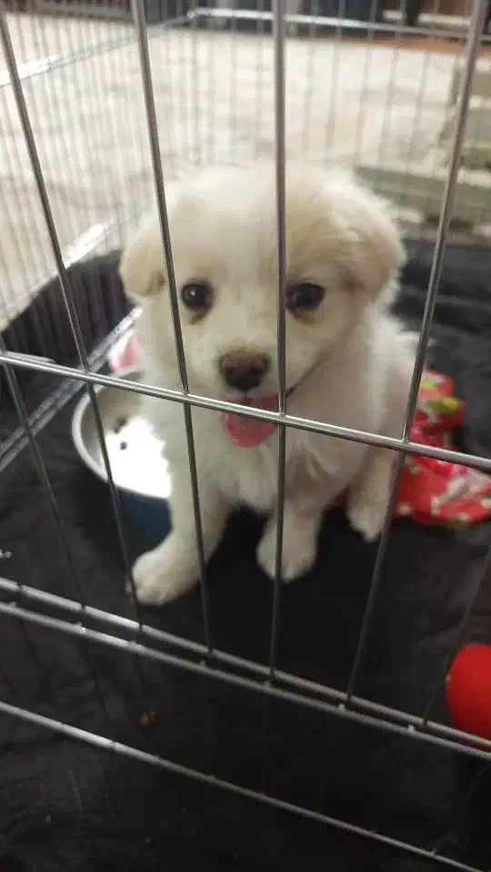 پامرین.|سگ|ری, شهرک نظامی|دیوار