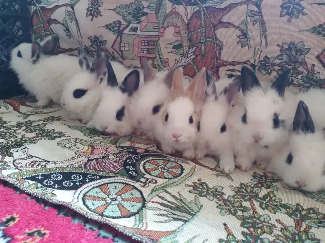 خرگوش کوچولو|موش و خرگوش|وحیدیه, |دیوار