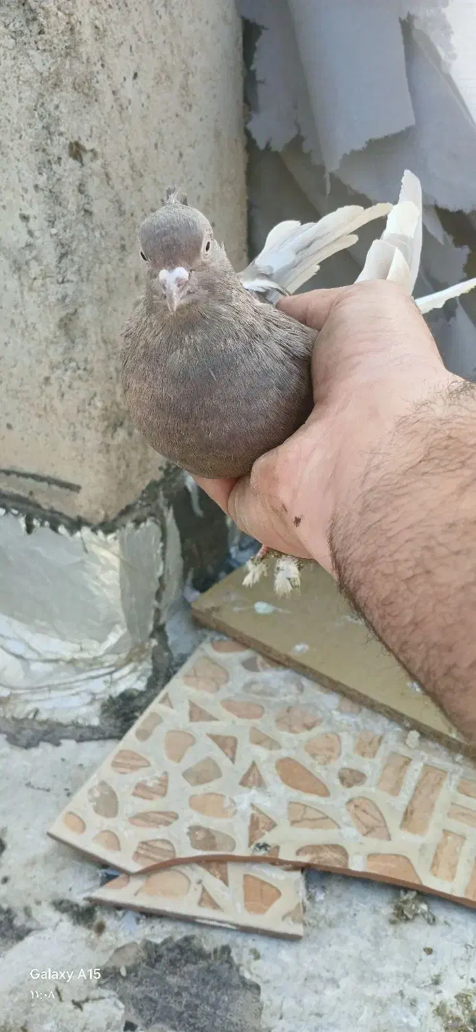 ماده دم قهوای|پرنده|شاهینشهر, شهرک امام علی|دیوار